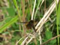 Bombylius frimbiatus